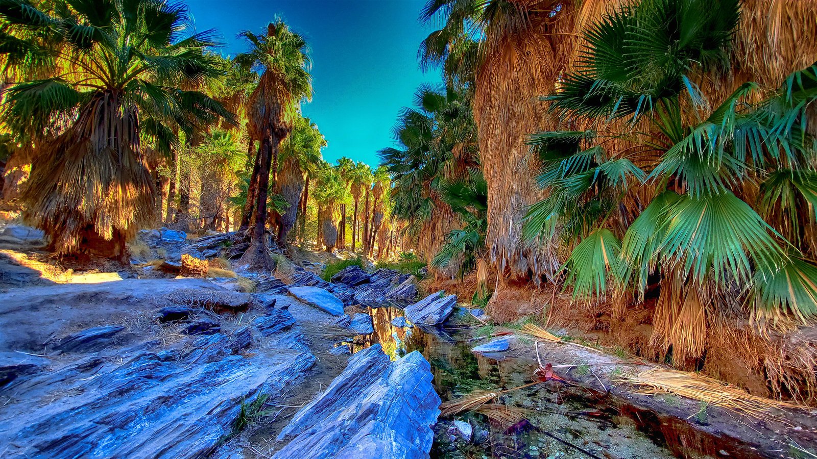 Oasis